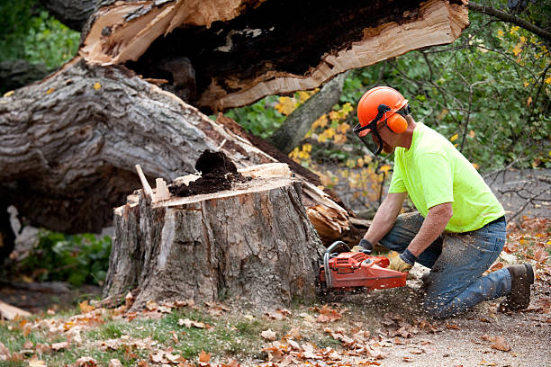 Best Commercial Tree Services  in Gibson, AR